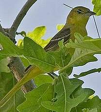 Oriole des vergers