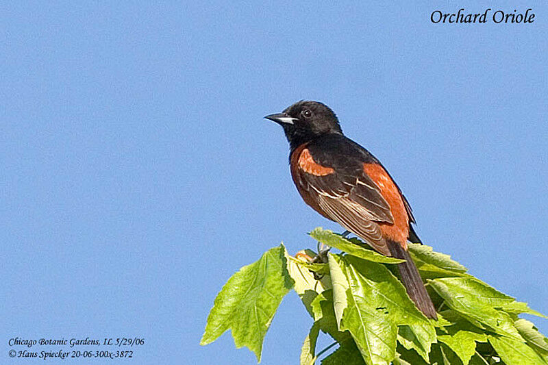 Orchard Oriole male adult breeding