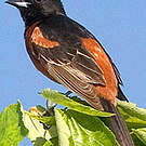 Oriole des vergers