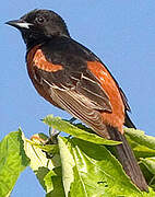 Orchard Oriole