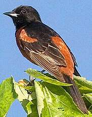 Oriole des vergers