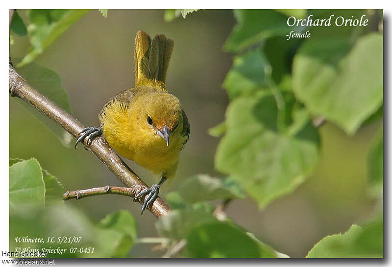 Oriole des vergers femelle adulte, Comportement