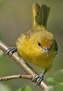 Orchard Oriole