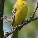Oriole des vergers