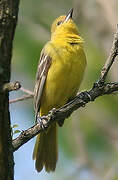 Orchard Oriole