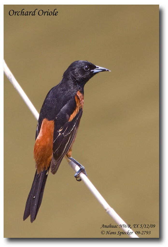 Oriole des vergersadulte