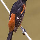 Oriole des vergers