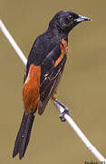 Orchard Oriole