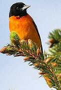 Baltimore Oriole