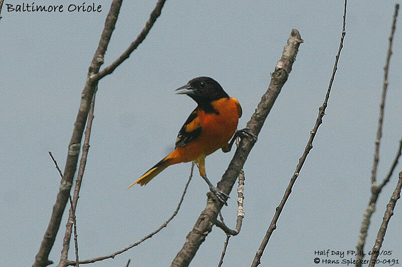 Baltimore Oriole