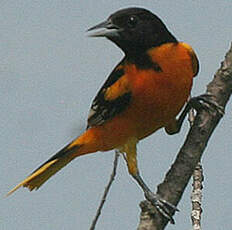 Oriole du Nord