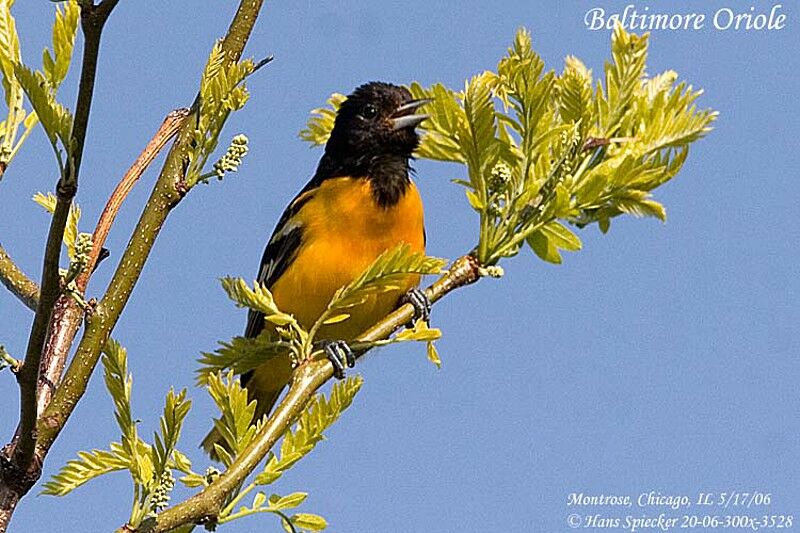 Baltimore Oriole male adult breeding