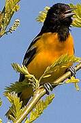 Baltimore Oriole