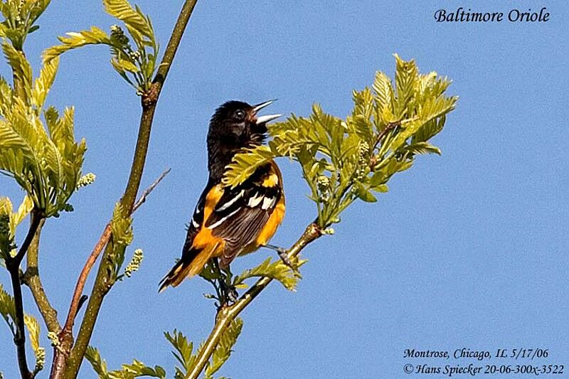 Oriole du Nord mâle adulte nuptial