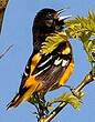 Oriole du Nord