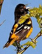 Oriole du Nord