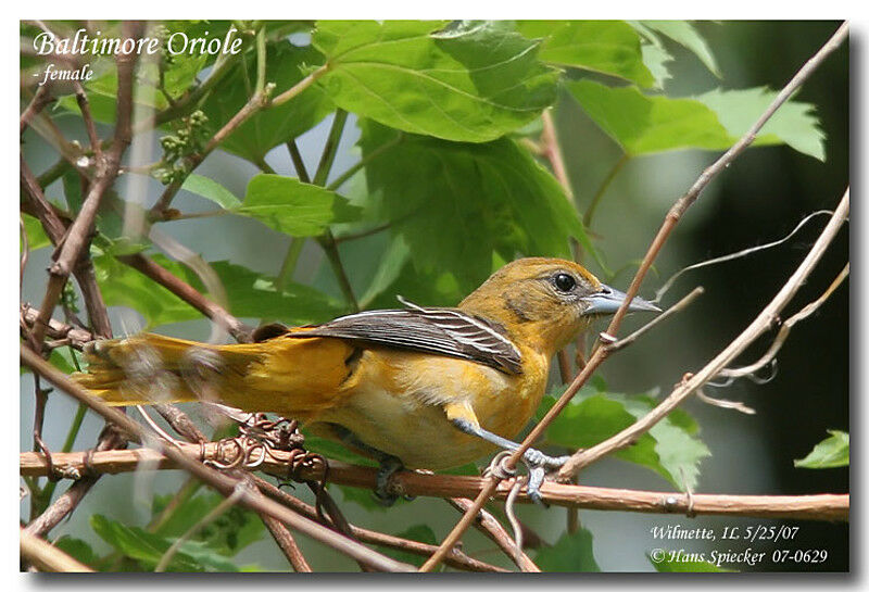 Baltimore Oriole female adult