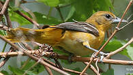 Oriole du Nord