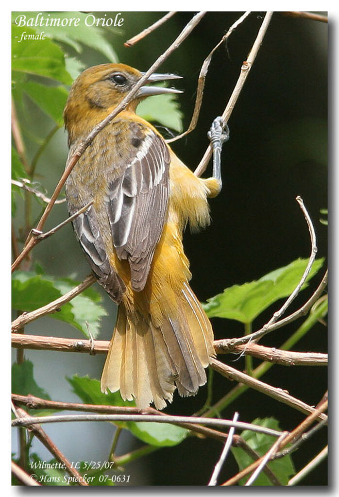 Oriole du Nord femelle adulte