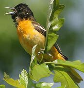 Baltimore Oriole