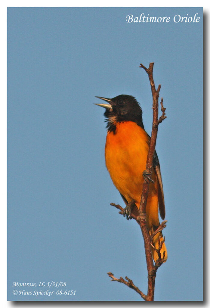 Oriole du Nord mâle adulte