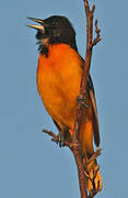 Baltimore Oriole