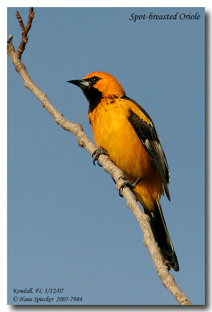 Oriole maculéadulte