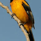 Oriole maculé