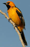 Spot-breasted Oriole