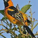 Oriole maculé