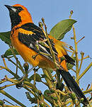 Oriole maculé