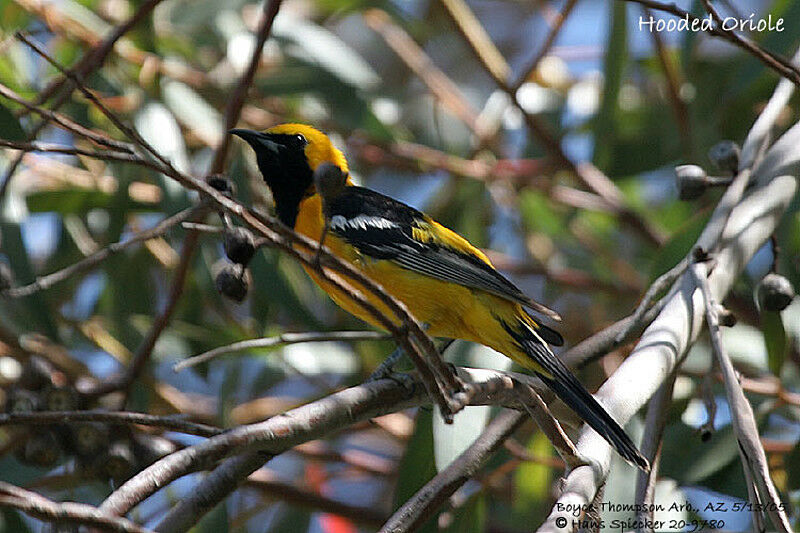 Hooded Oriole