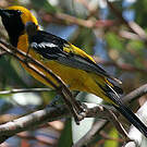 Oriole masqué