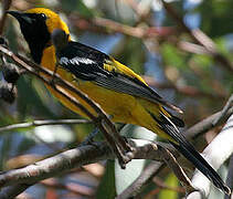 Hooded Oriole