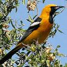 Oriole masqué