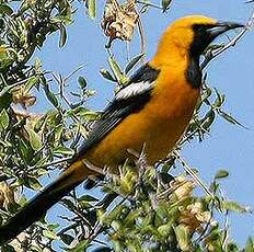 Oriole masqué