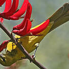 Oriole masqué