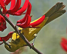 Hooded Oriole