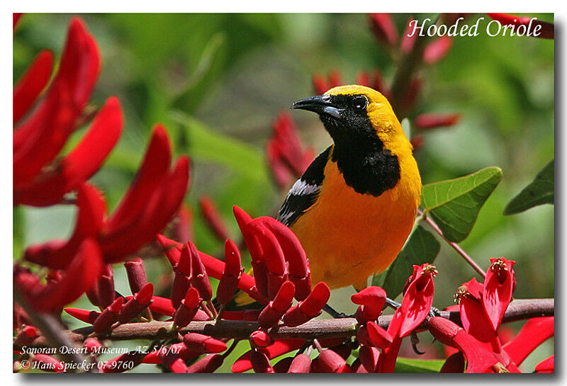 Hooded Oriole male adult