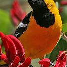 Oriole masqué