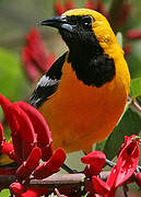 Oriole masqué