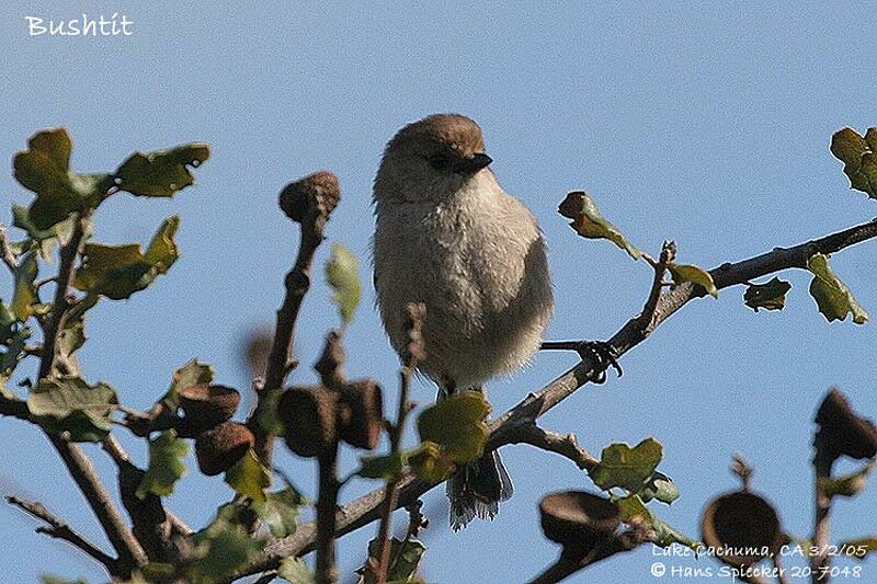 American Bushtit