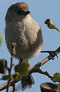 American Bushtit