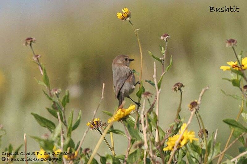 American Bushtit