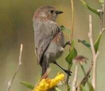 American Bushtit