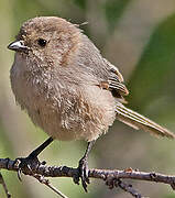 American Bushtit