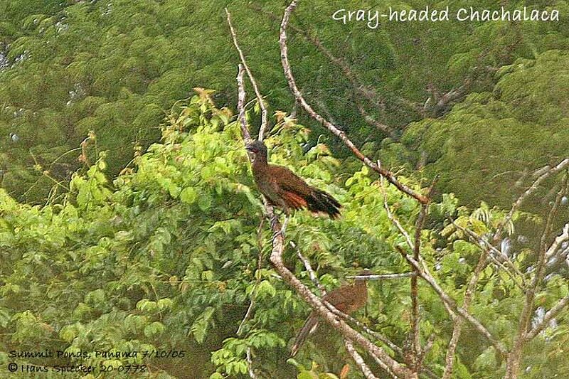 Grey-headed Chachalaca