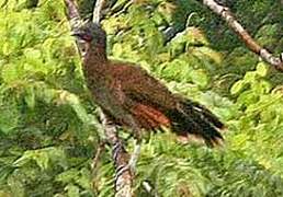 Grey-headed Chachalaca