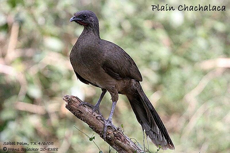 Plain Chachalaca