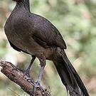 Ortalide chacamel